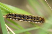 Euthrix potatoria