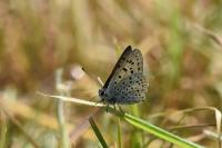Lycaena tityrus