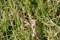 Coenonympha pamphilus