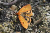 Diacrisia sannio