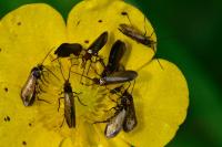 Micropterix calthella