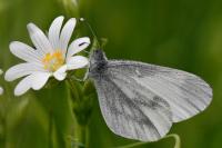 Leptidea sinapis