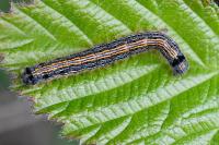 Malacosoma neustria