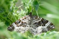 Epirrhoe alternata