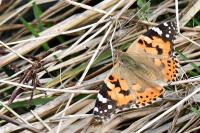 Vanessa cardui