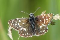 Pyrgus malvae