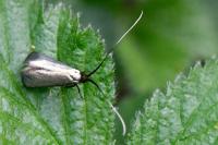 Adela reaumurella