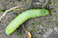 Asteroscopus sphinx