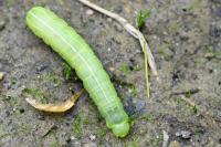 Asteroscopus sphinx