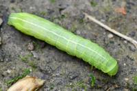 Asteroscopus sphinx