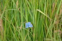 Lysandra bellargus