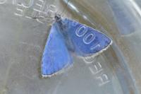 Lysandra bellargus