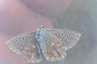 Lysandra bellargus