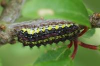 Aglaope infausta