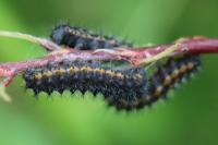 Saturnia pavonia