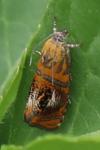 Olethreutes arcuella