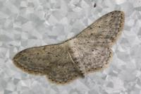Idaea seriata