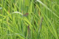 Lycaena tityrus