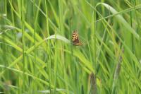 Lycaena tityrus