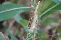Euplagia quadripunctaria