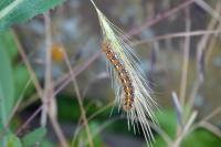 Euplagia quadripunctaria