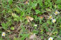 Diacrisia sannio
