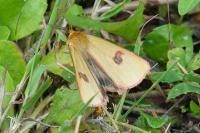 Diacrisia sannio
