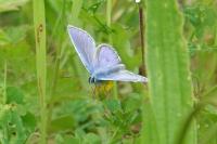 Polyommatus icarus