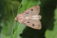 Agrotis exclamationis exclamationis