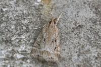 Eudonia pallida