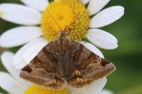 Euclidia glyphica