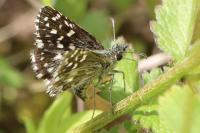 Pyrgus malvae