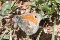 Coenonympha pamphilus