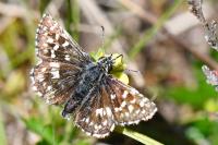 Pyrgus malvae