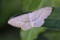 Idaea seriata