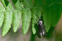 Adela reaumurella