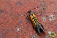 Schiffermuelleria schaefferella