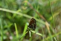 Melitaea athalia
