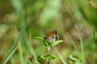 Coenonympha arcania