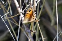Lasiommata maera