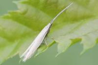 Coleophora