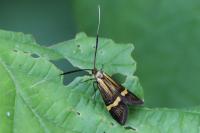 Nemophora degeerella
