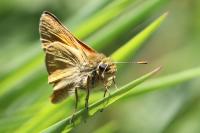 Thymelicus sylvestris