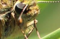 Thymelicus sylvestris