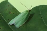 Tortrix viridana