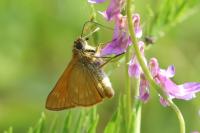 Ochlodes sylvanus