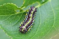 Aglaope infausta