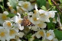 Vanessa cardui