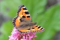 Aglais urticae