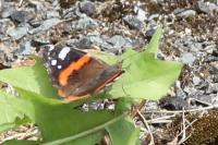 Vanessa atalanta